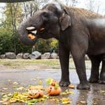 An Asian elephant eating a piece of pumpkin, with carved jack-o&rsquo;-lanterns and autumn leaves on the ground.