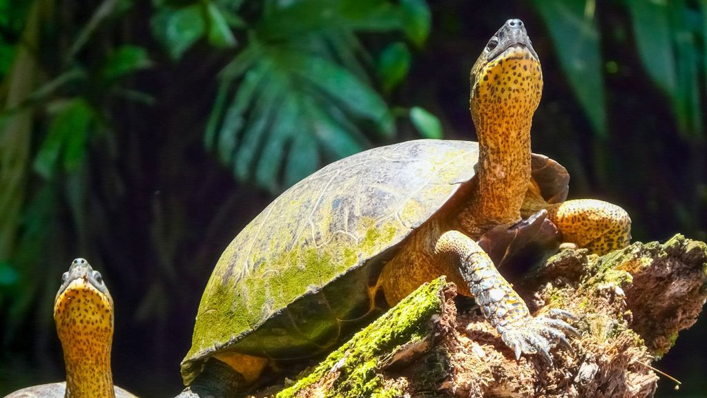 Two turtles with yellow-speckled necks perched on a mossy log.