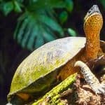 Two turtles with yellow-speckled necks perched on a mossy log.