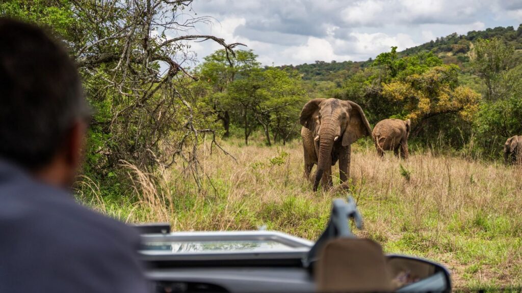 A person in a closed-door travel safari vehicle watches an elephant standing in a grassy field.