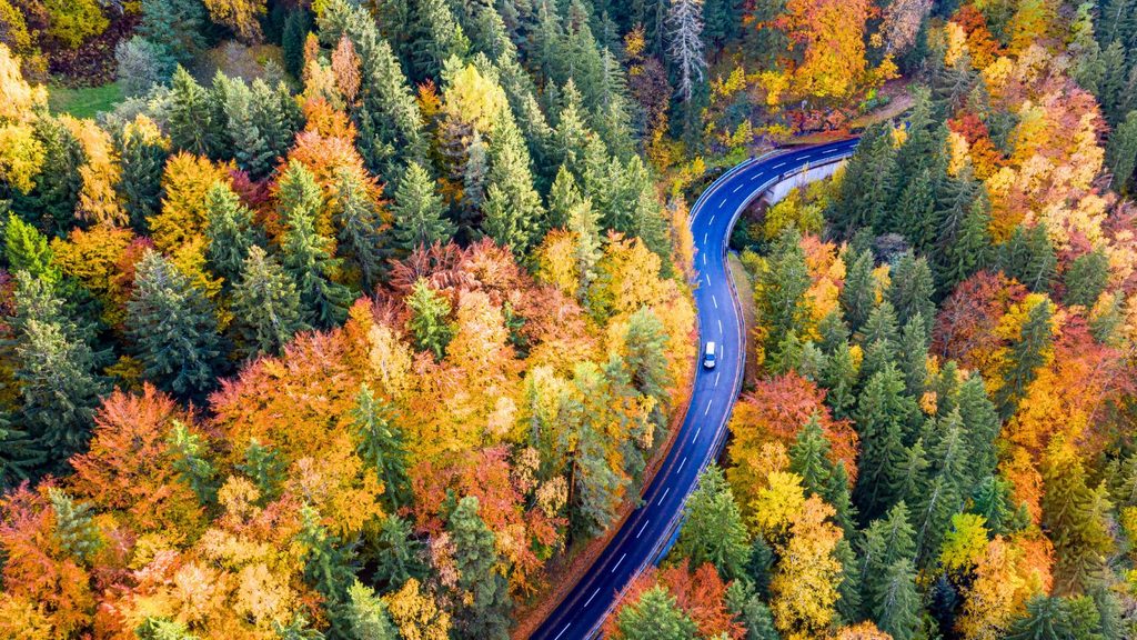 An aerial view of a winding road perfect for October road trips, cutting through a dense forest during autumn.