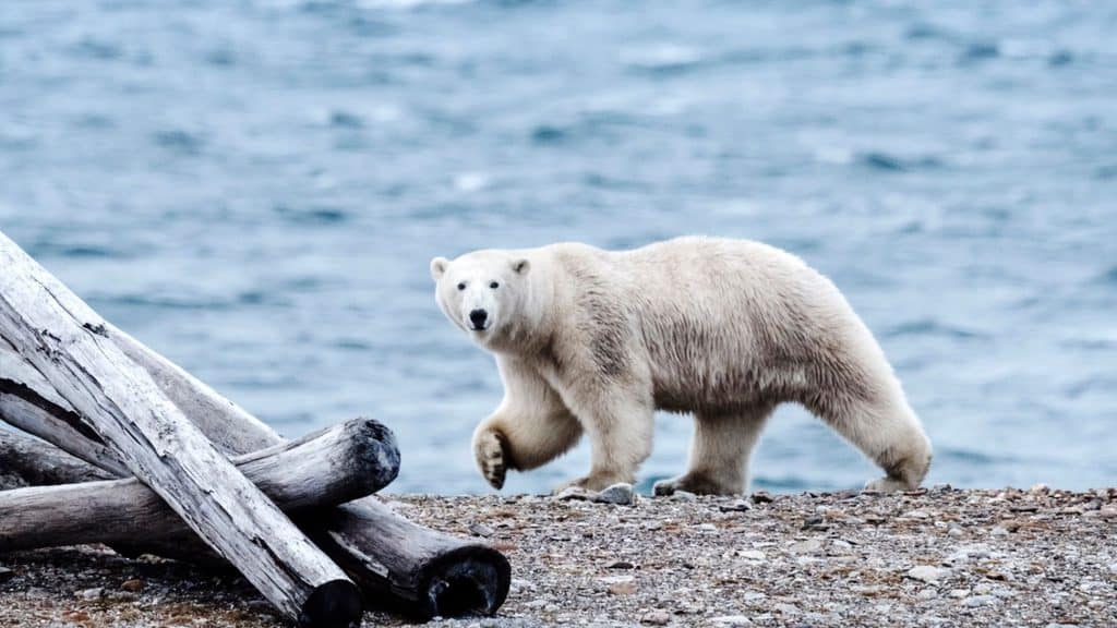 A polar bear walking along a rocky shoreline near driftwood with the ocean in the background.