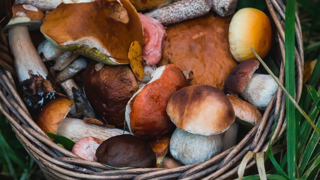 A wicker basket filled with a variety of freshly gathered wild mushrooms, perfect for celebrating National Mushroom Day.
