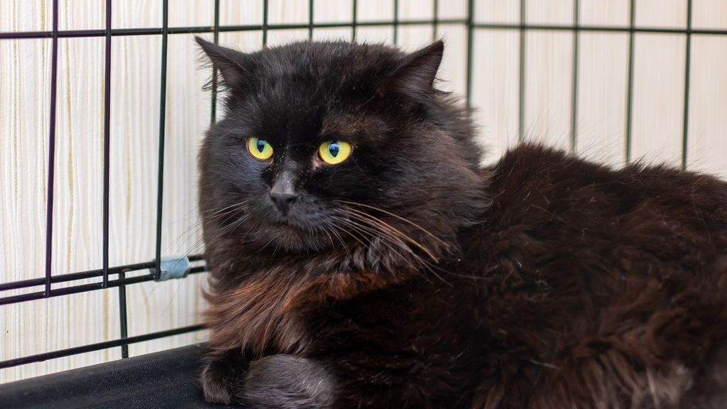 A fluffy black cat with yellow eyes sitting inside a wire crate, waiting to be adopted on National Black Cat Day.