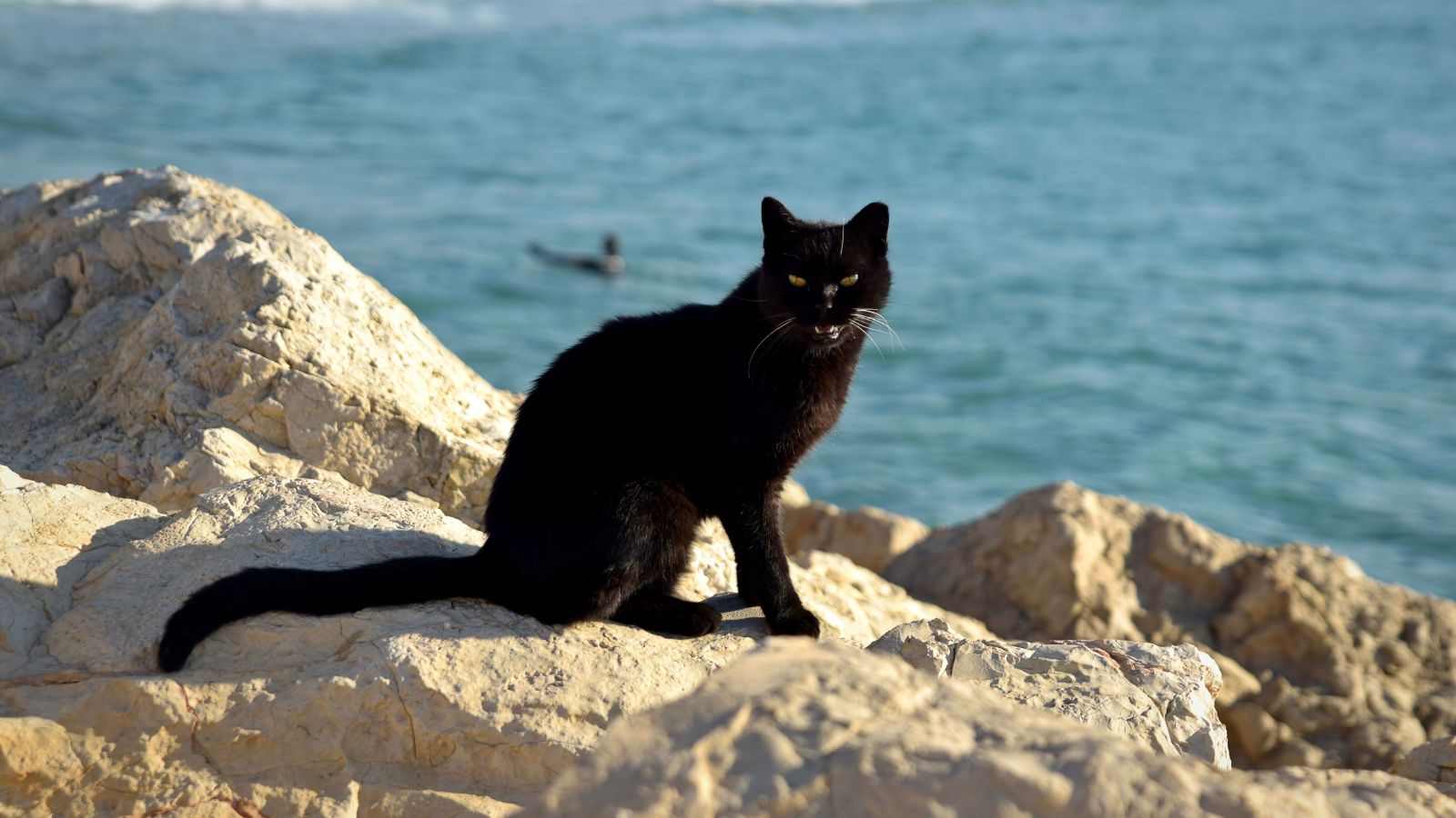 A black cat sitting on rocks by the ocean in celebration of National Cat Day.