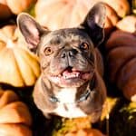 A French Bulldog looking up, surrounded by pumpkins.