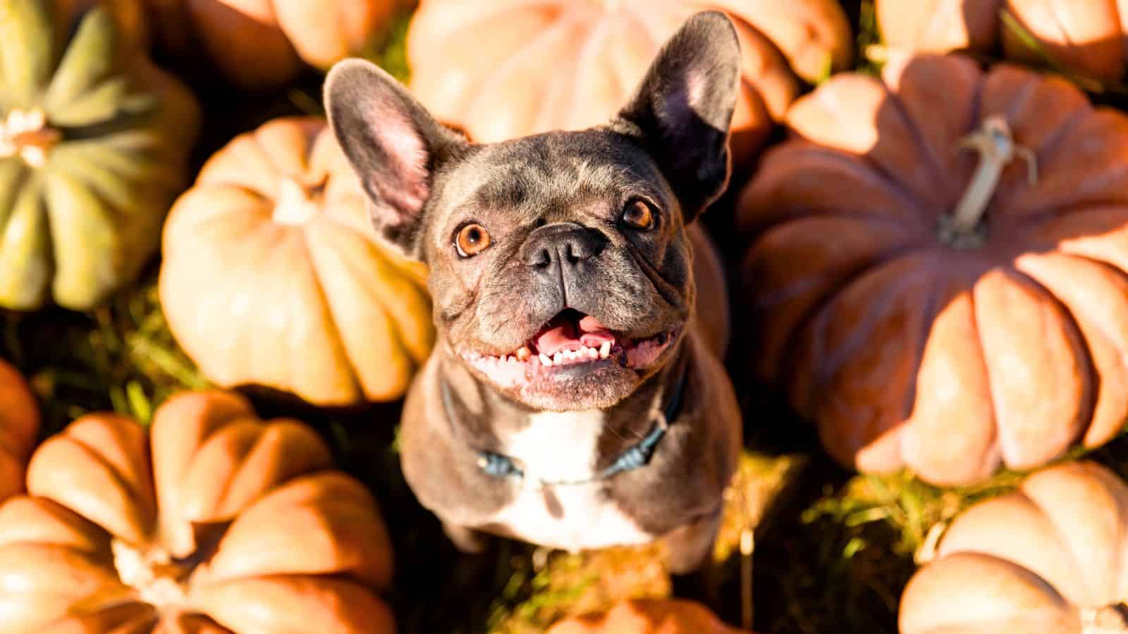 A French Bulldog looking up, surrounded by pumpkins.