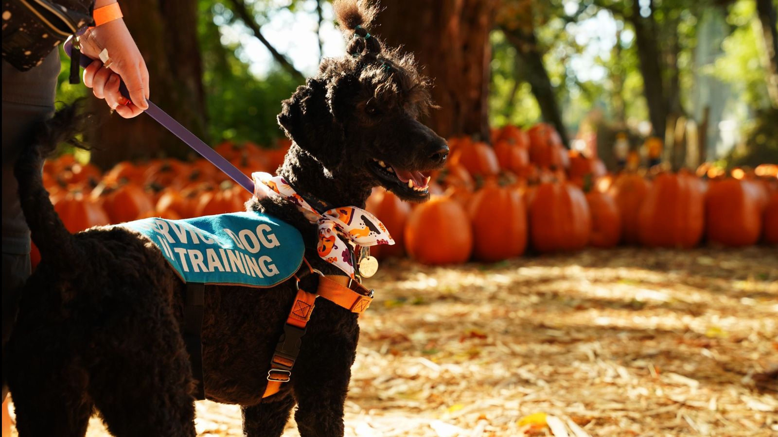 A black poodle wearing a &ldquo;Service Dog Training&rdquo; vest and a patterned bandana at a pumpkin patch among other dogs at pumpkin patches.