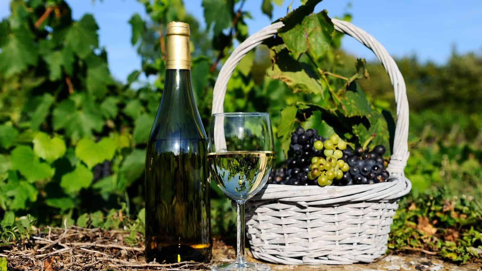 A bottle of white wine and a glass sit next to a basket of harvested grapes in a vineyard, highlighting interesting wine harvest facts.
