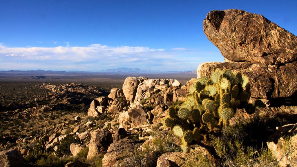 A prickly pear cactus growing among the rocky Laughlin stone mazes in a desert landscape.
