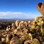 A prickly pear cactus growing among the rocky Laughlin stone mazes in a desert landscape.