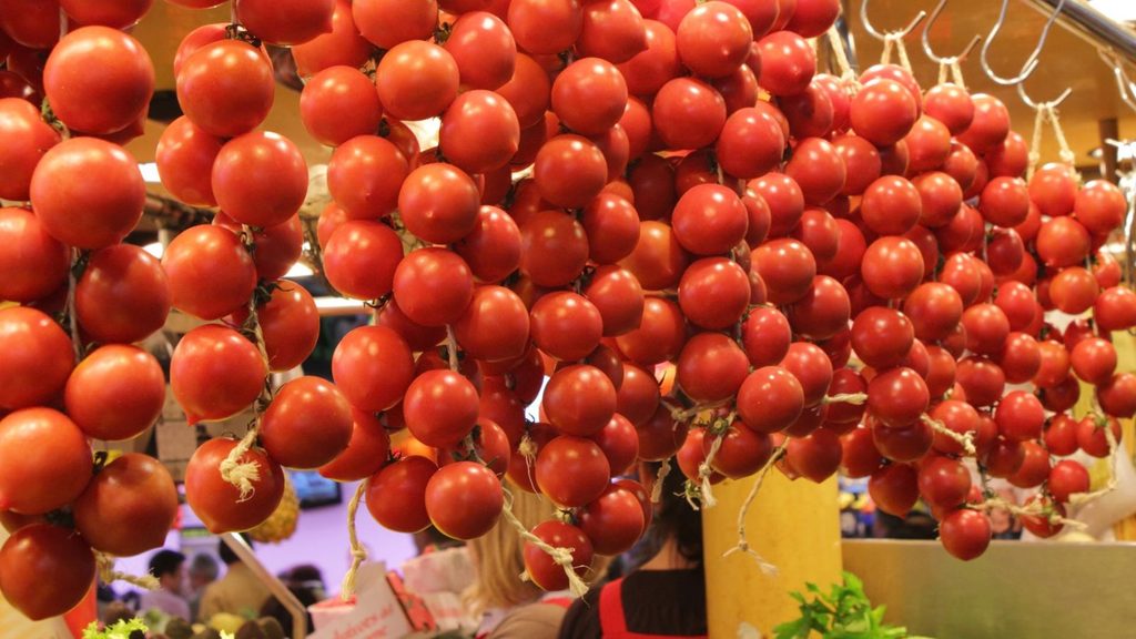 Clusters of red indigenous tomatoes hanging on vines at a market.